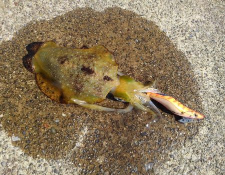 越前海岸でエギング